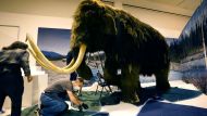 Colossal Biosciences Raises $200M to Bring Back the Woolly Mammoth 