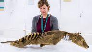 Could the Extinct Tasmanian Tiger Be Revived? 