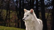 What Colossal's Dire Wolves Mean for Biodiversity Protection