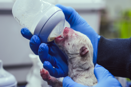 Dire Wolf is Back From the Dead: Scientists Clone Extinct 