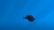 Rare Black Sea Devil Anglerfish Spotted in Broad Daylight Near 